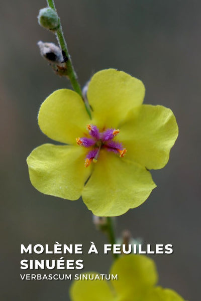 Extraits de molène
